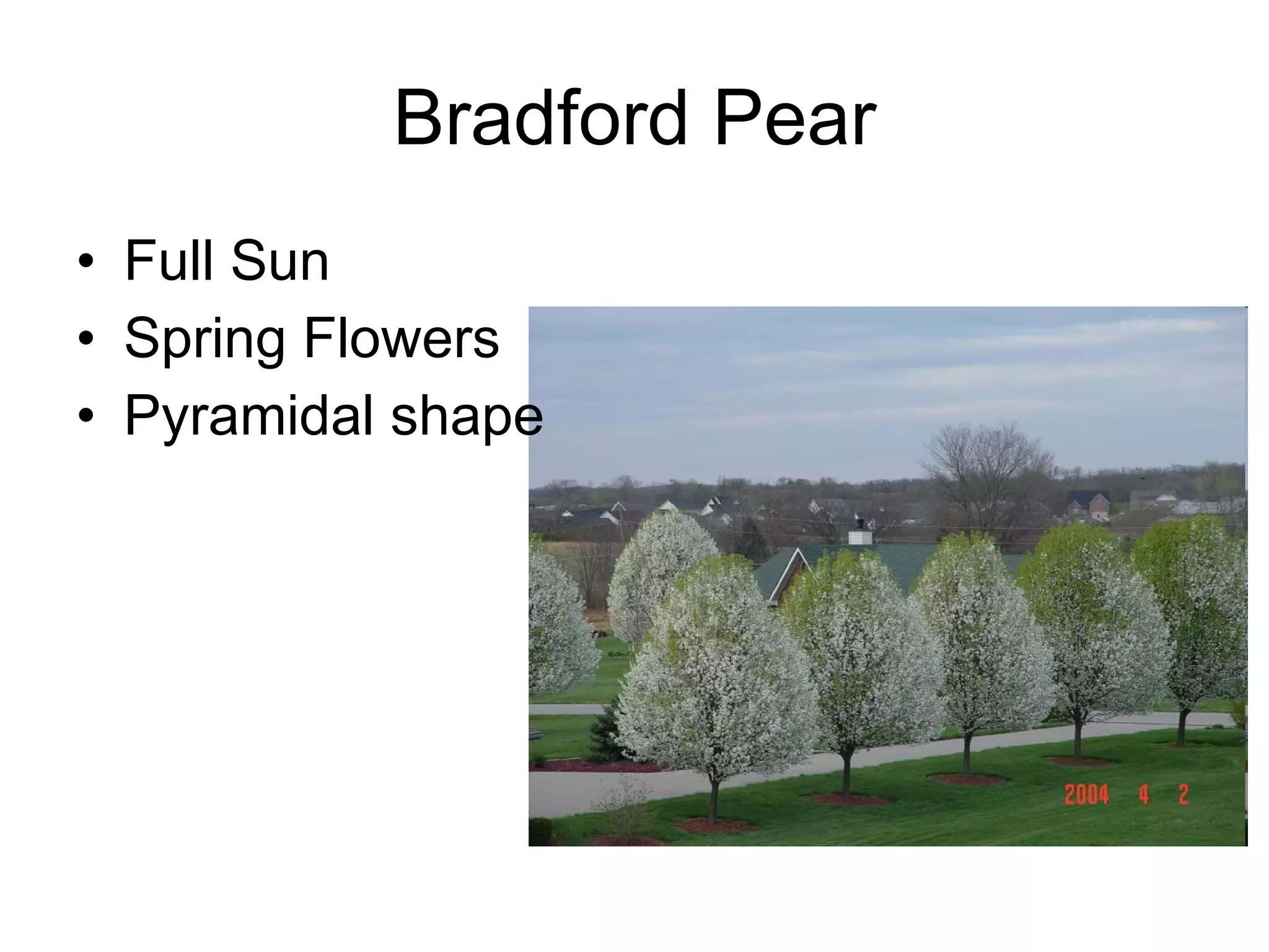 Bradford Pear Full Sun Spring Flowers Pyramidal shape 