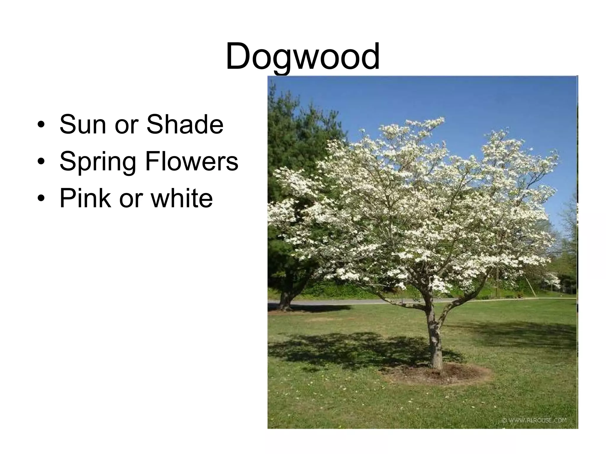 Dogwood Sun or Shade Spring Flowers Pink or white 