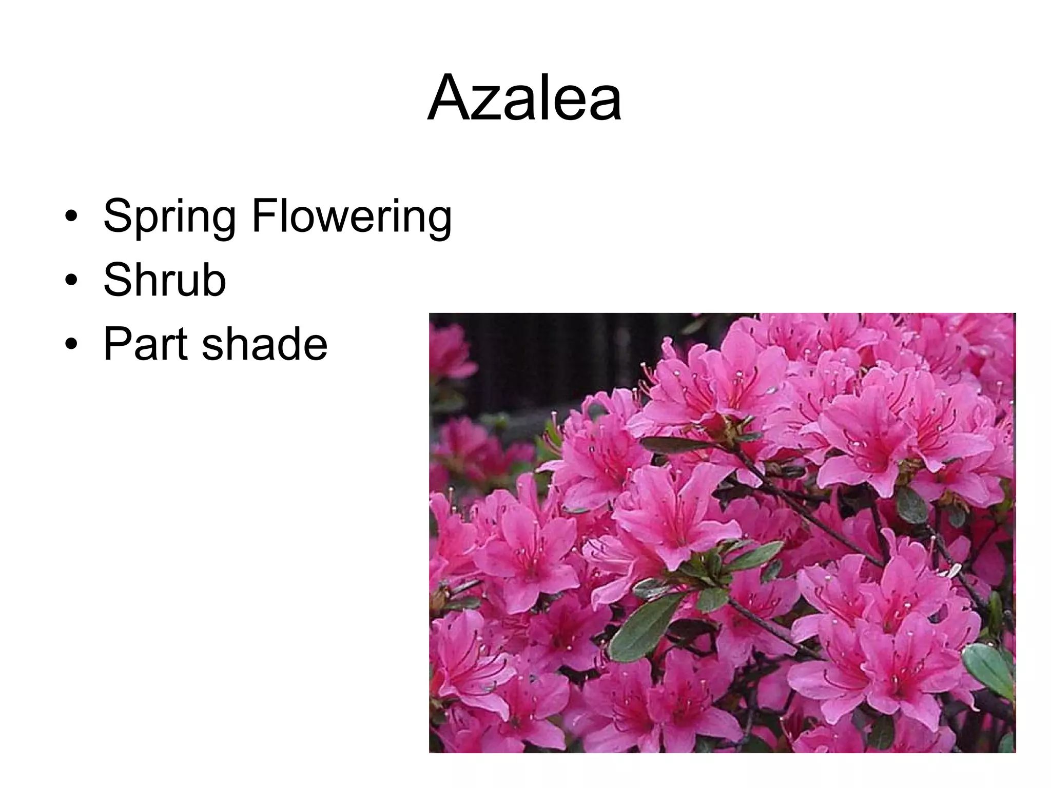 Azalea Spring Flowering Shrub Part shade 