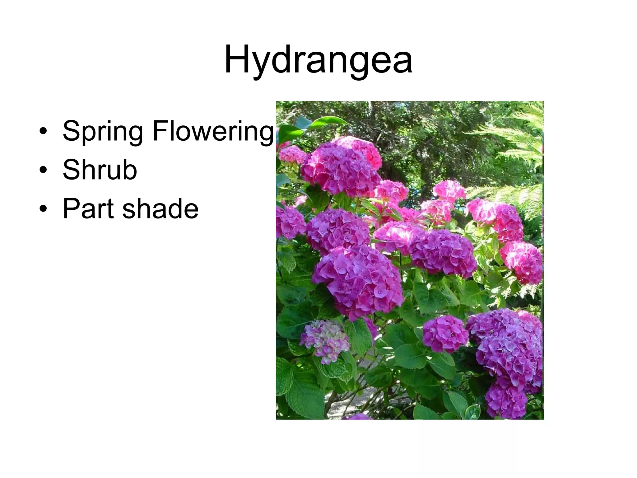 Hydrangea Spring Flowering Shrub Part shade 