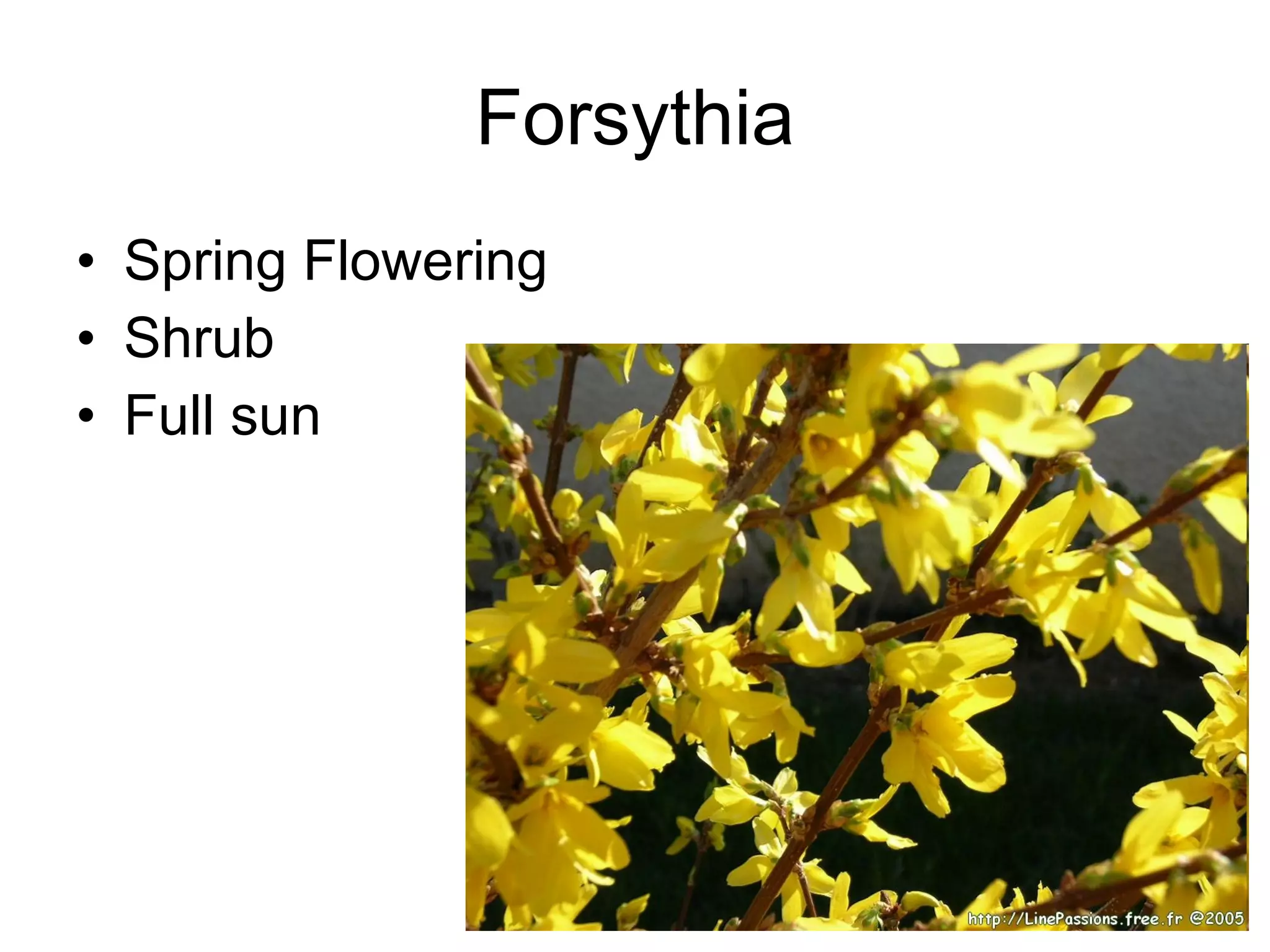 Forsythia Spring Flowering Shrub Full sun 