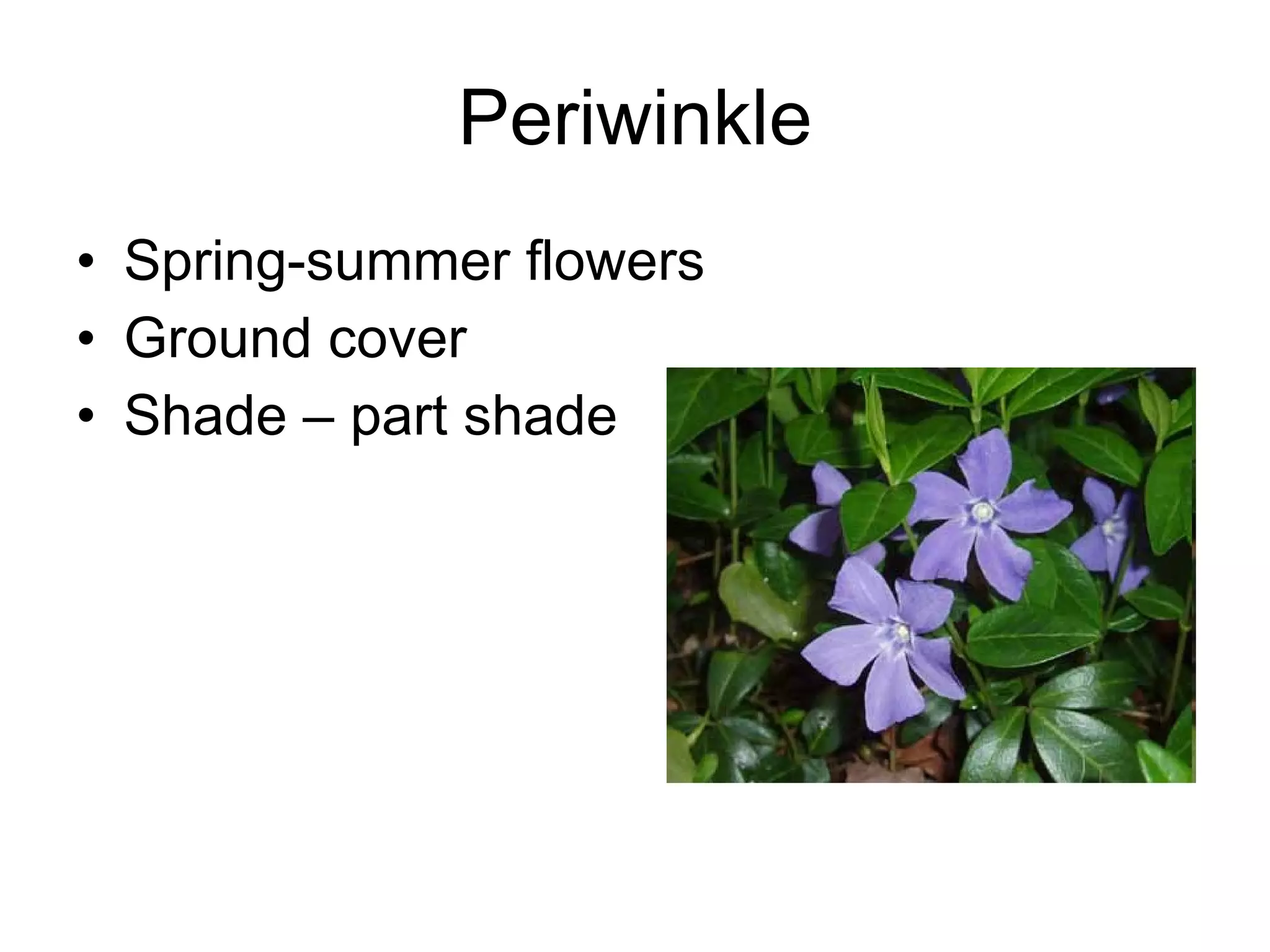Periwinkle Spring-summer flowers Ground cover Shade – part shade 