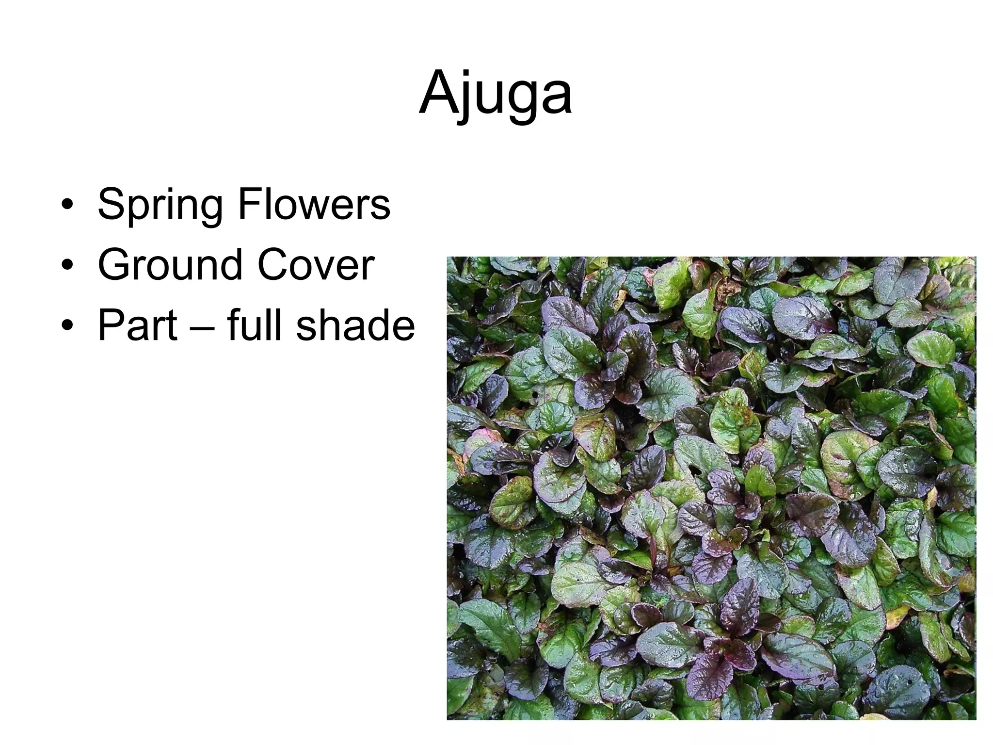 Ajuga Spring Flowers Ground Cover Part – full shade 