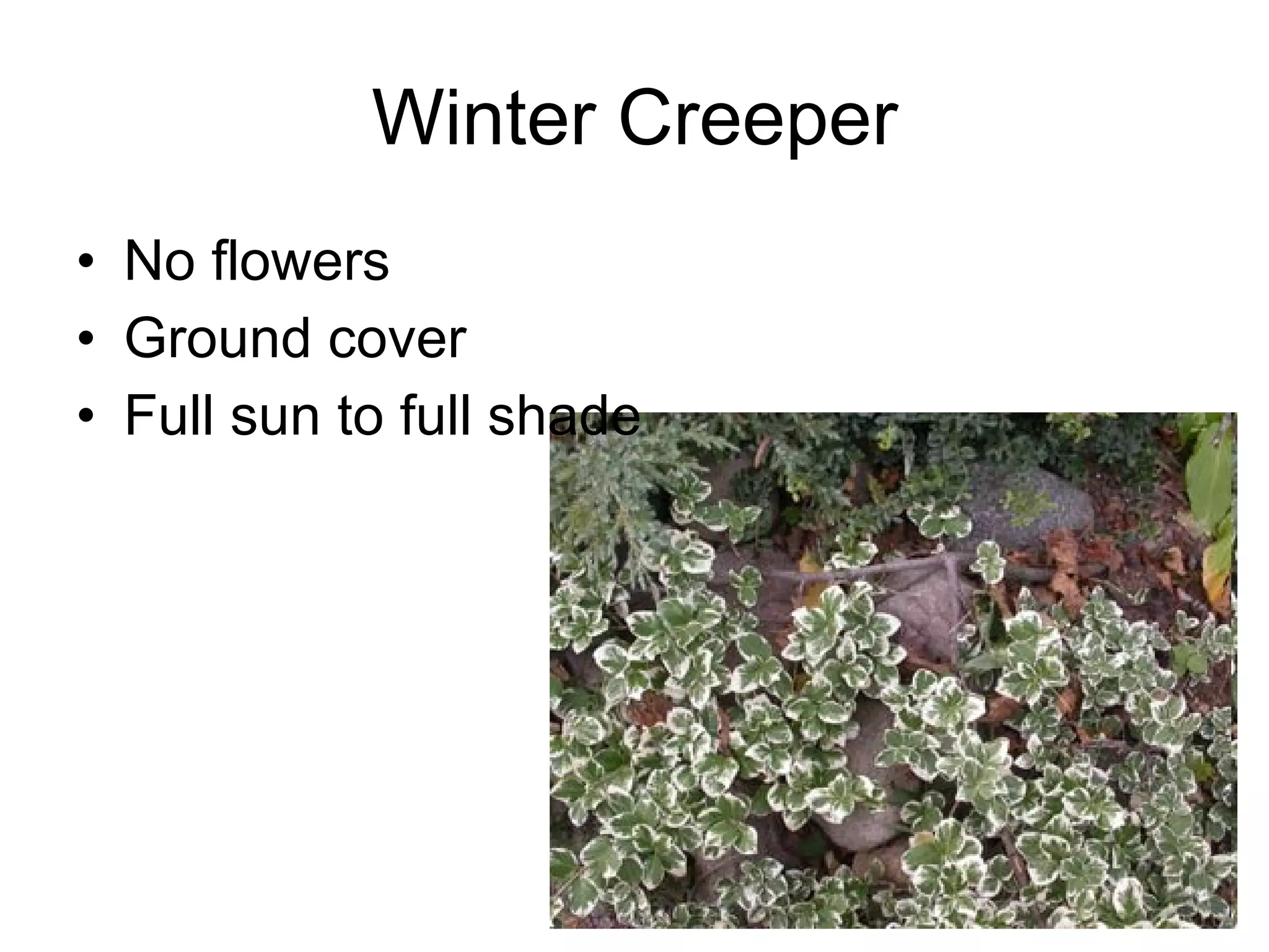 Winter Creeper No flowers Ground cover Full sun to full shade 