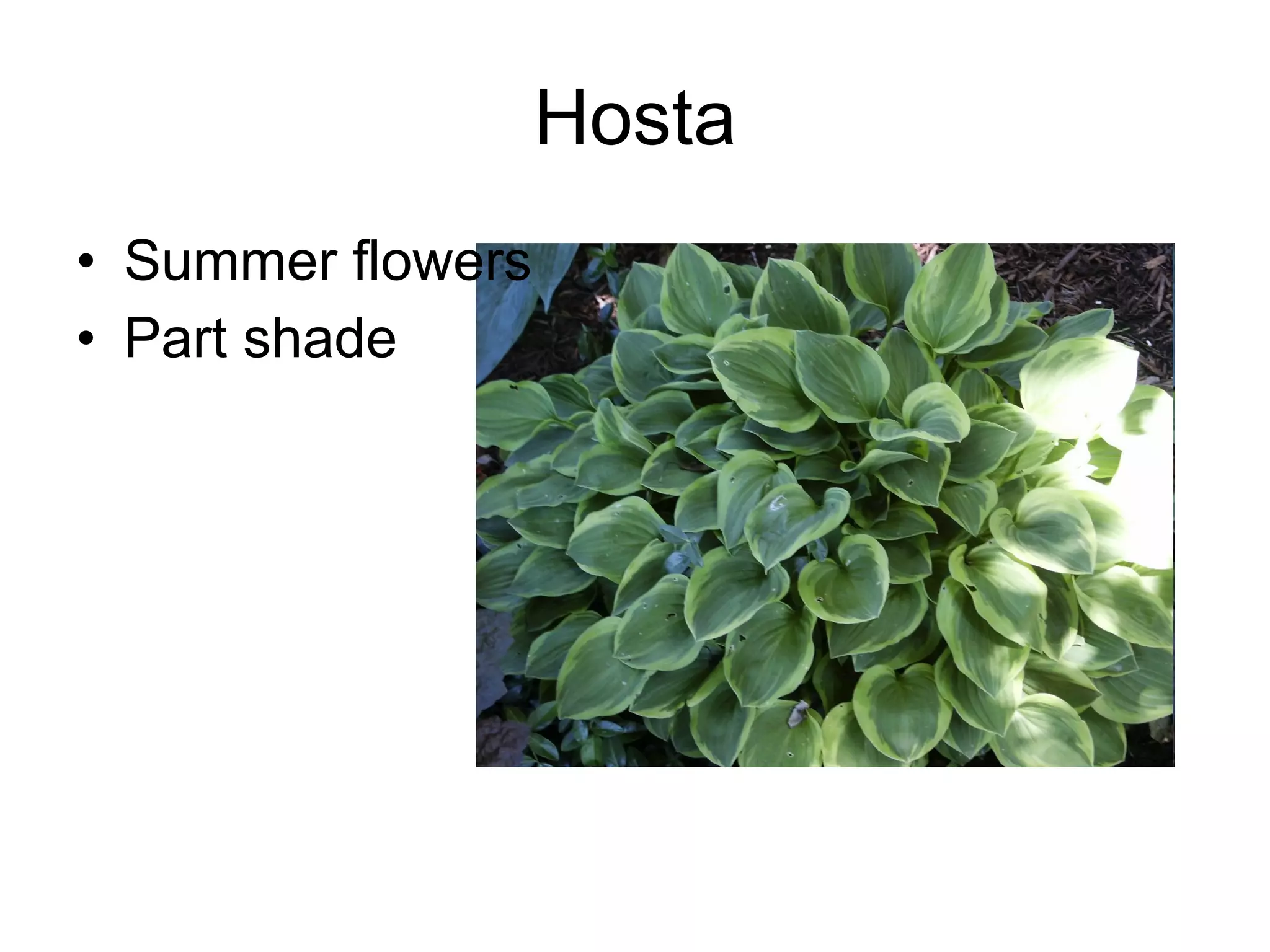 Hosta Summer flowers Part shade 