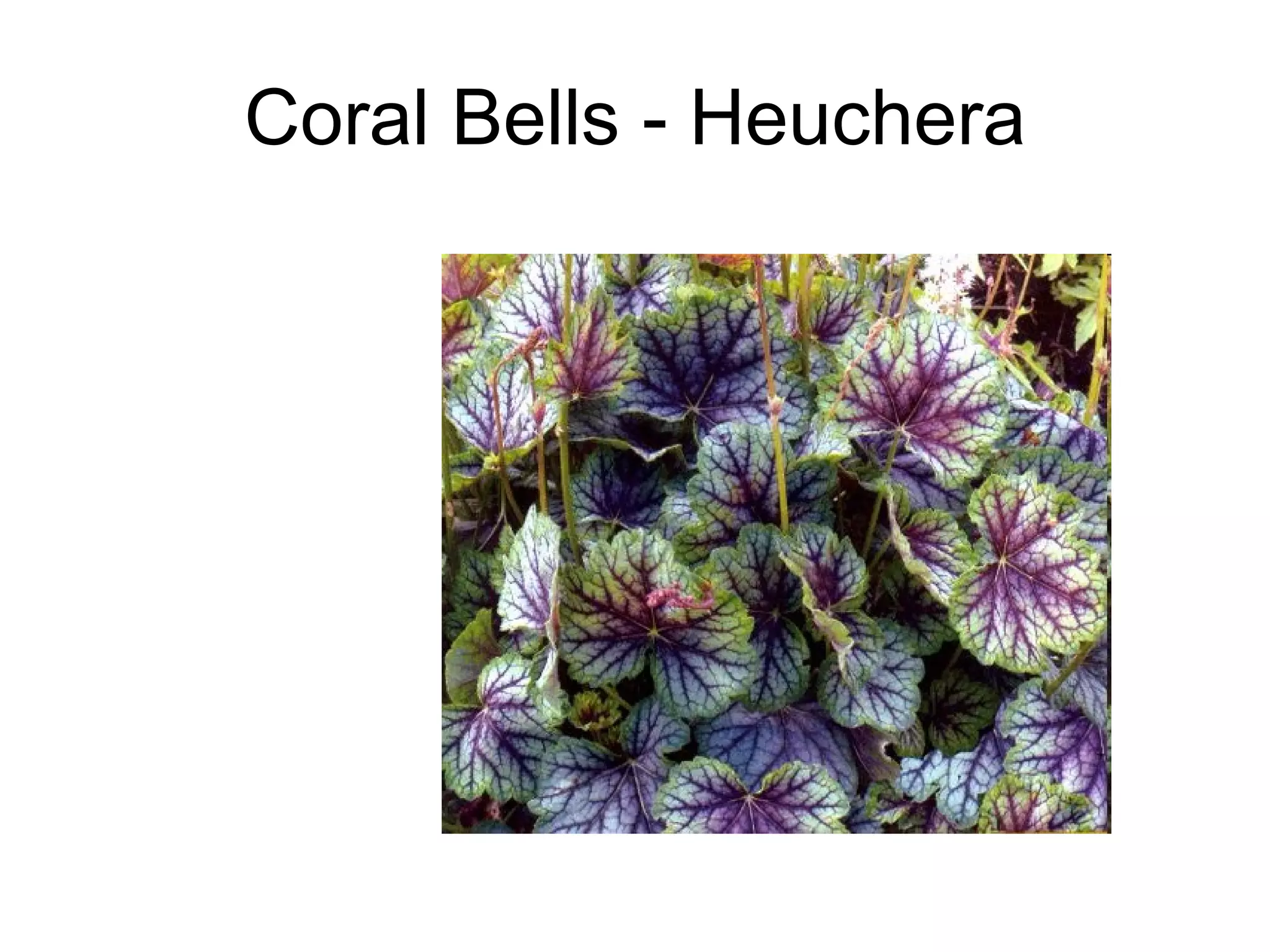Coral Bells - Heuchera 