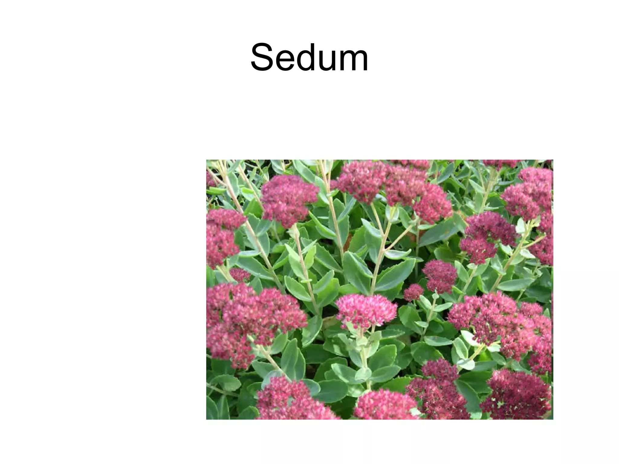 Sedum 