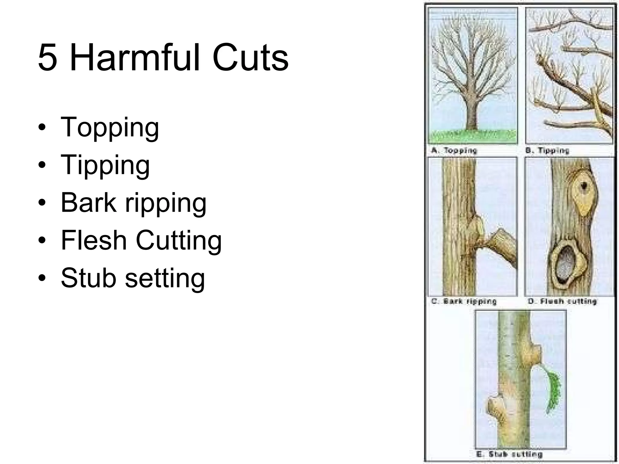 5 Harmful Cuts Topping Tipping Bark ripping Flesh Cutting Stub setting 