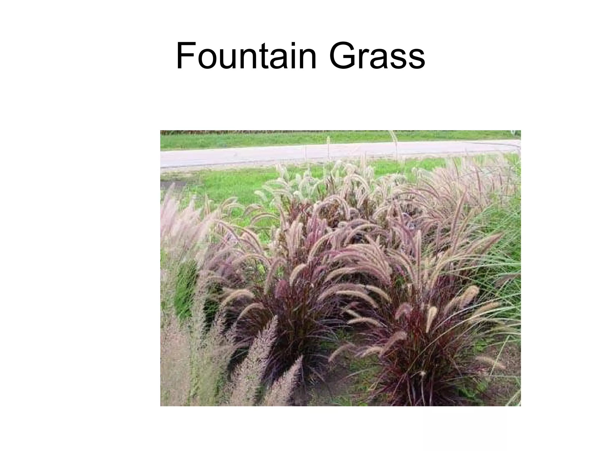 Fountain Grass 