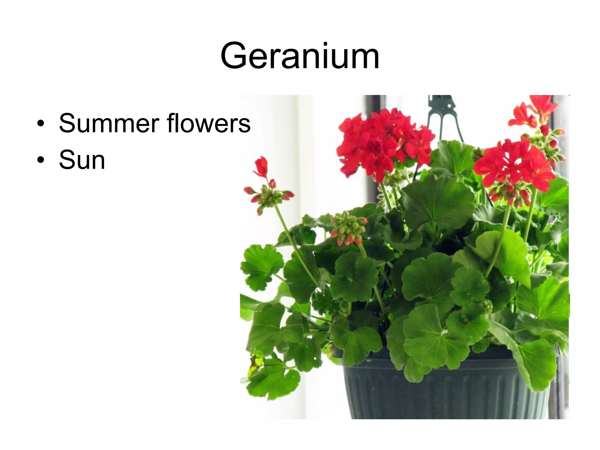 Geranium Summer flowers Sun 