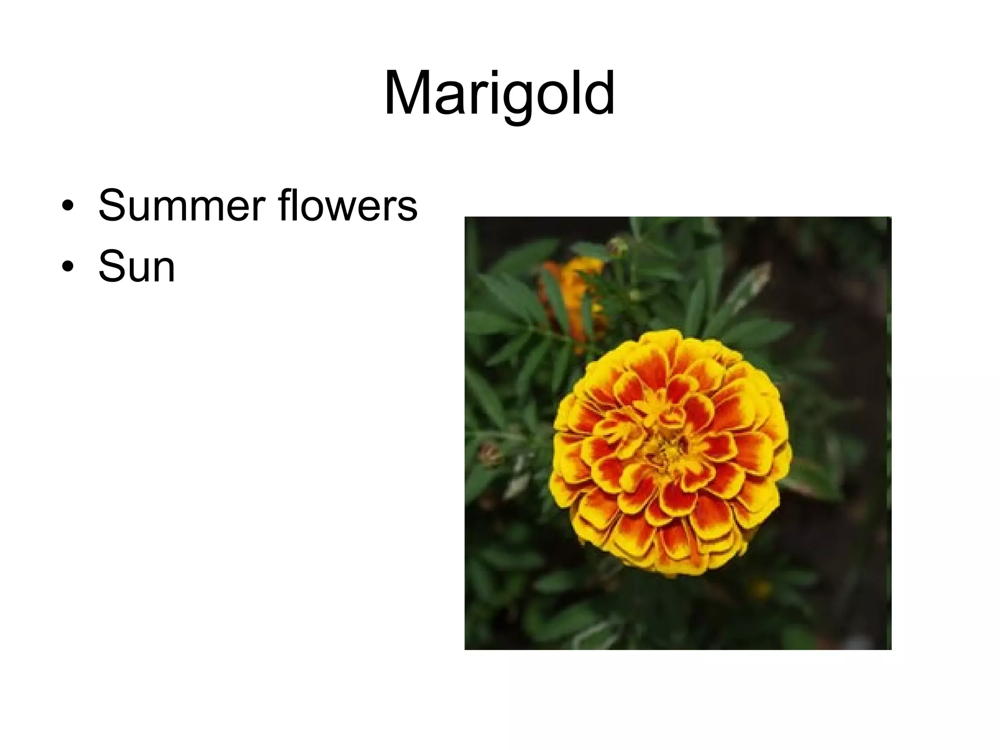 Marigold Summer flowers Sun 
