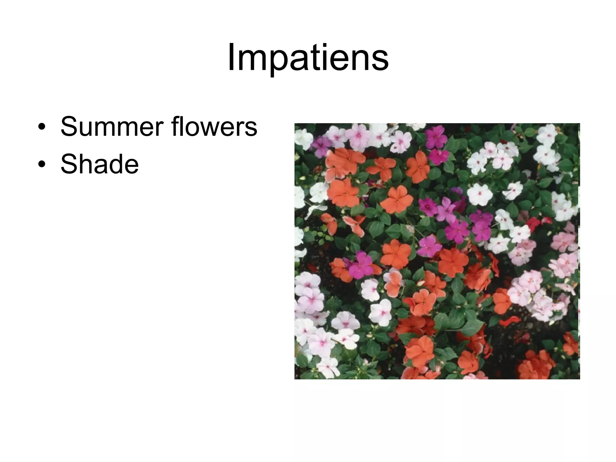 Impatiens Summer flowers Shade 