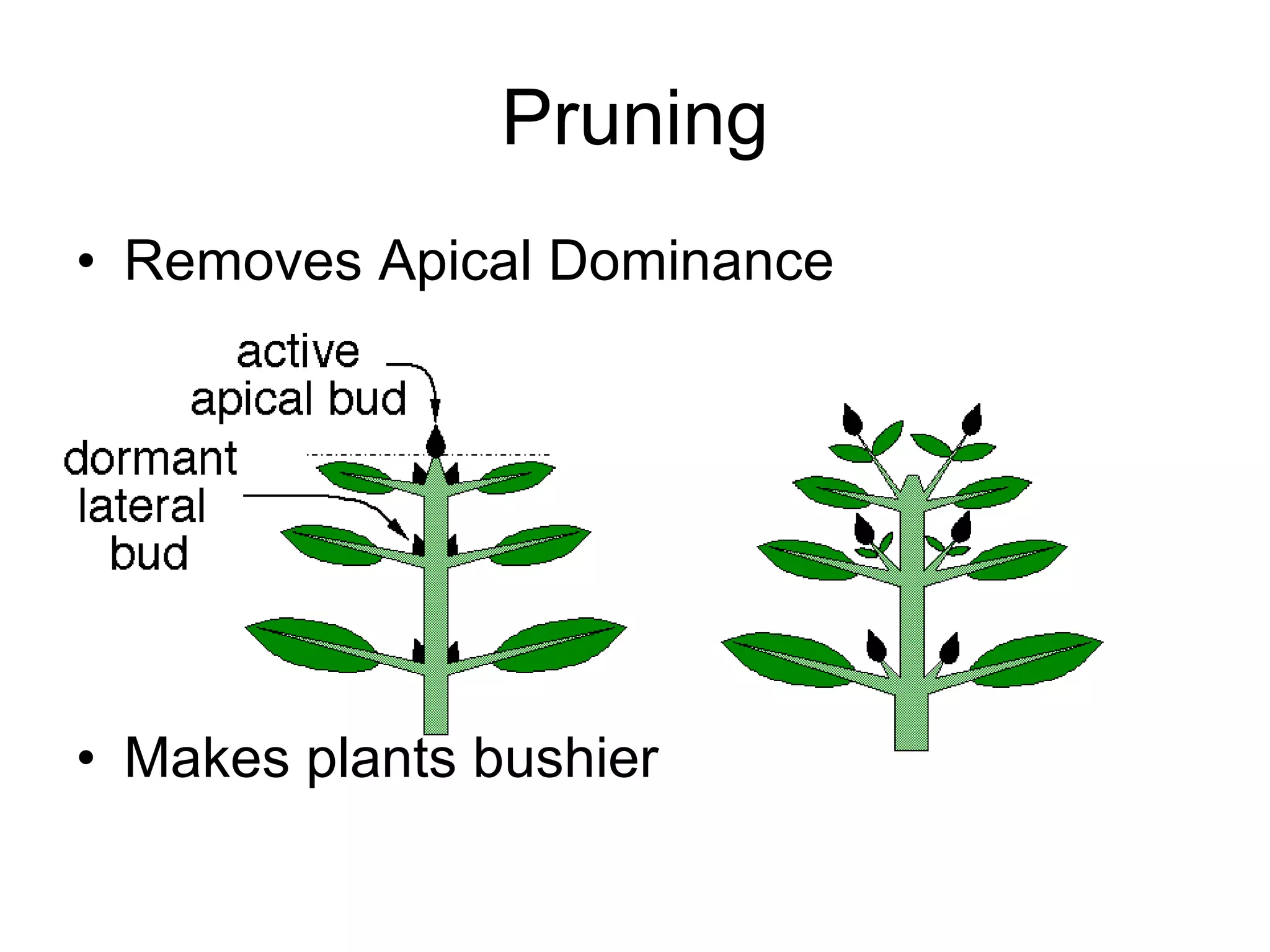 Pruning Removes Apical Dominance Makes plants bushier 