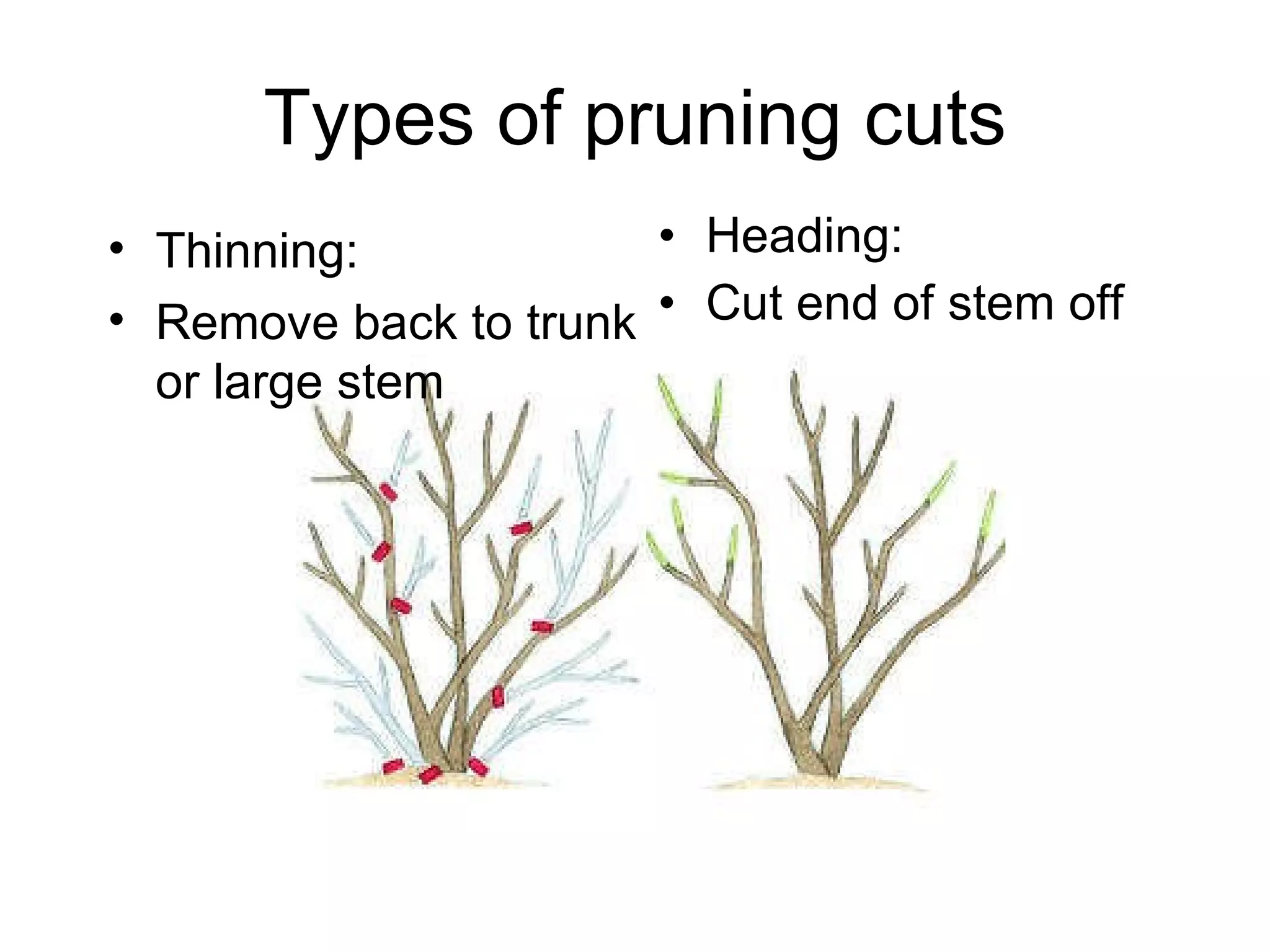 Types of pruning cuts Heading: Cut end of stem off Thinning: Remove back to trunk or large stem 