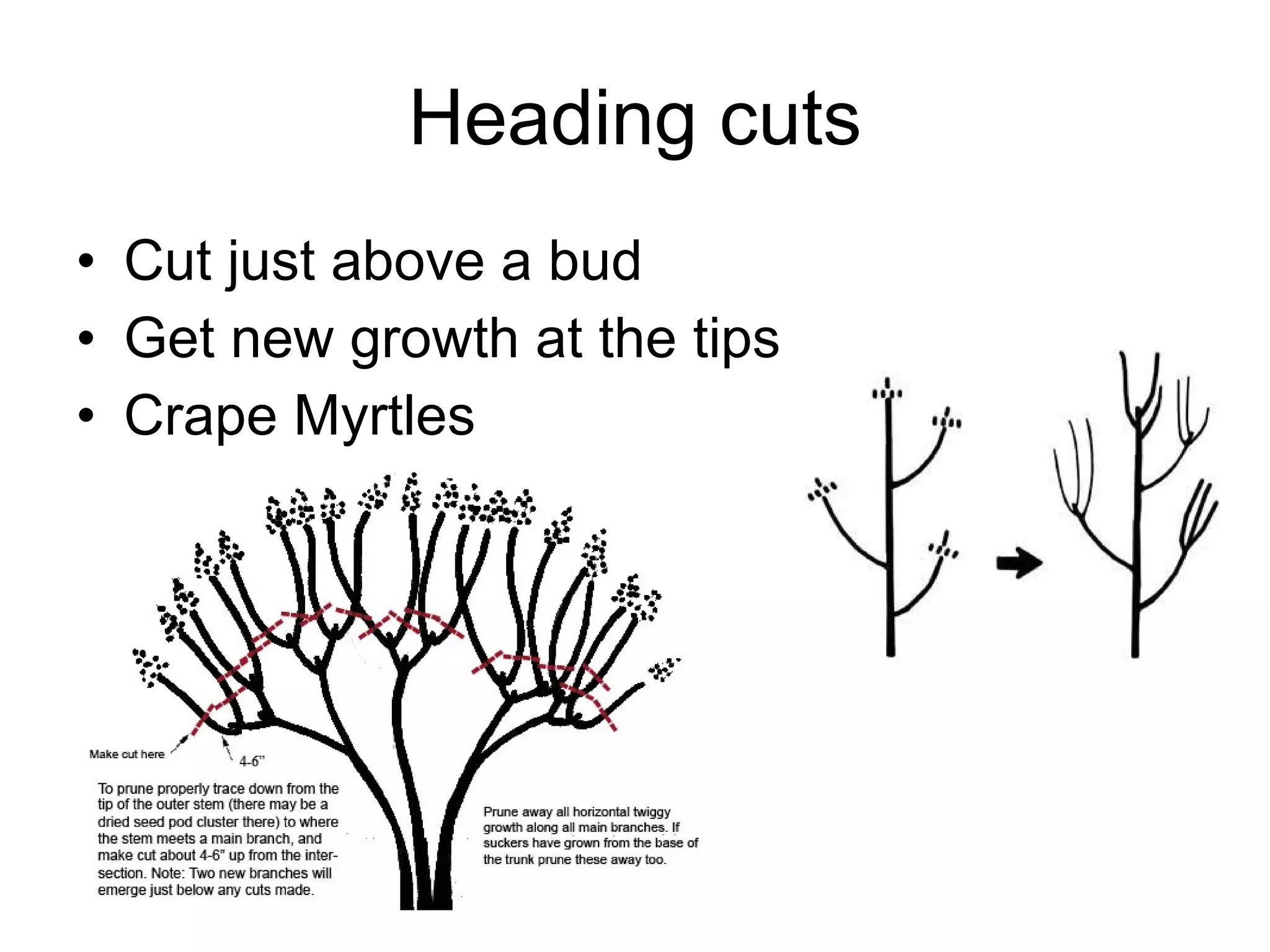 Heading cuts Cut just above a bud Get new growth at the tips Crape Myrtles 