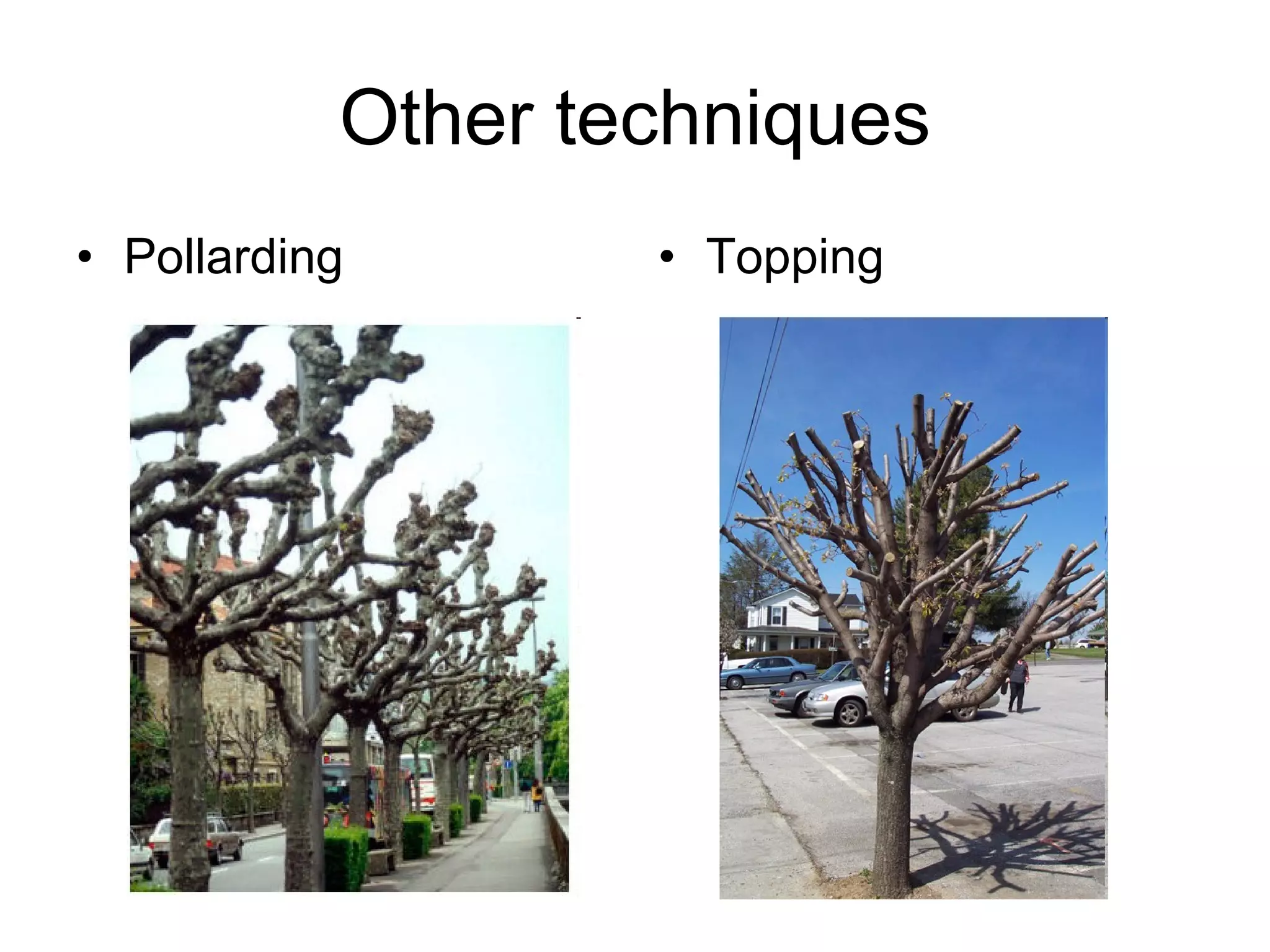 Other techniques Pollarding Topping 