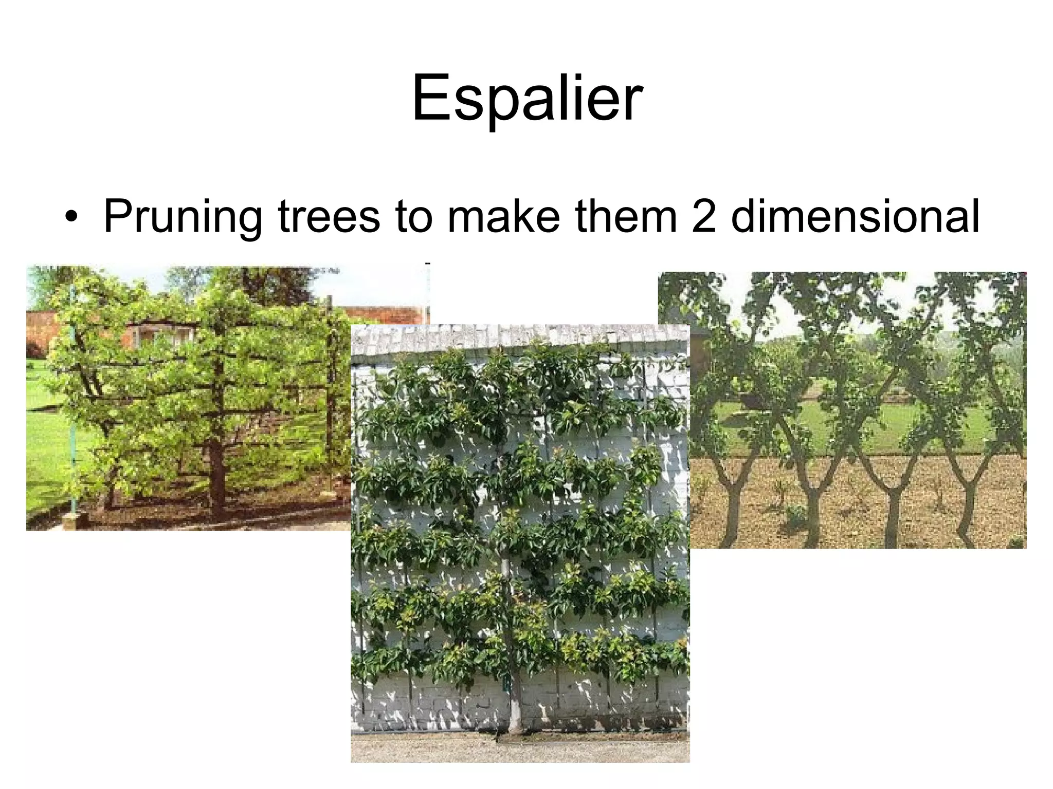 Espalier Pruning trees to make them 2 dimensional 
