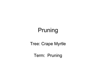 Pruning Tree: Crape Myrtle Term:  Pruning 