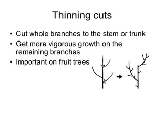 Thinning cuts Cut whole branches to the stem or trunk Get more vigorous growth on the remaining branches Important on fruit trees 