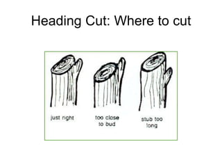 Heading Cut: Where to cut 