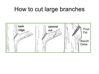 How to cut large branches 
