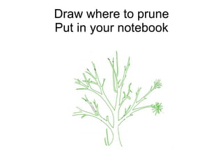 Draw where to prune Put in your notebook 