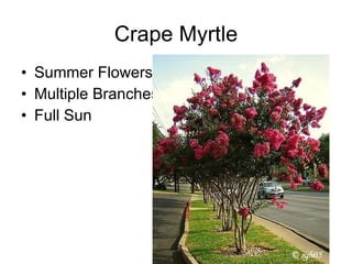 Summer Flowers Multiple Branches Full Sun Crape Myrtle 