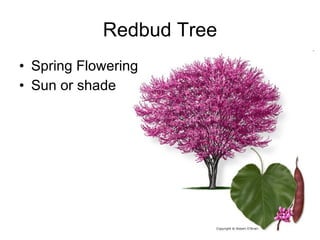 Redbud Tree Spring Flowering Sun or shade 