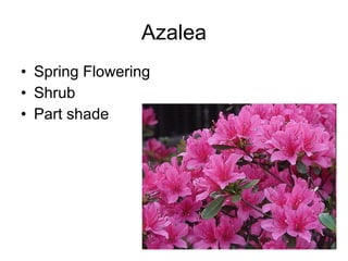 Azalea Spring Flowering Shrub Part shade 