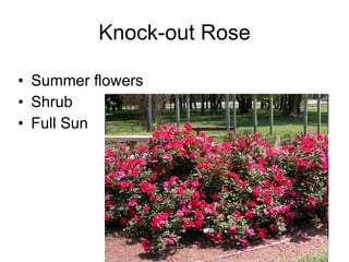 Knock-out Rose Summer flowers Shrub Full Sun 
