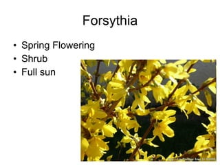 Forsythia Spring Flowering Shrub Full sun 