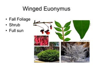 Winged Euonymus Fall Foliage Shrub Full sun 