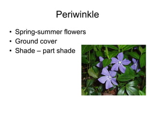 Periwinkle Spring-summer flowers Ground cover Shade – part shade 