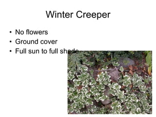 Winter Creeper No flowers Ground cover Full sun to full shade 