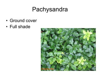 Pachysandra Ground cover Full shade 