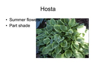 Hosta Summer flowers Part shade 
