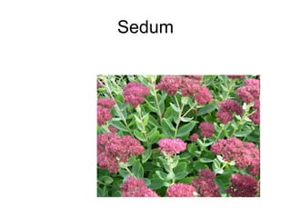 Sedum 