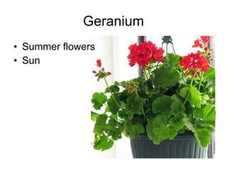 Geranium Summer flowers Sun 