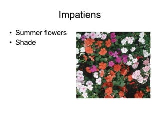 Impatiens Summer flowers Shade 