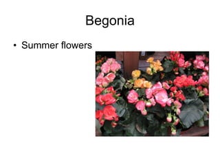Begonia Summer flowers 