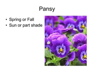 Pansy Spring or Fall Sun or part shade 