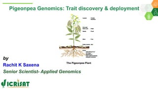 Pigeonpea Genomics: Trait discovery & deployment
by
Rachit K Saxena
Senior Scientist- Applied Genomics
 