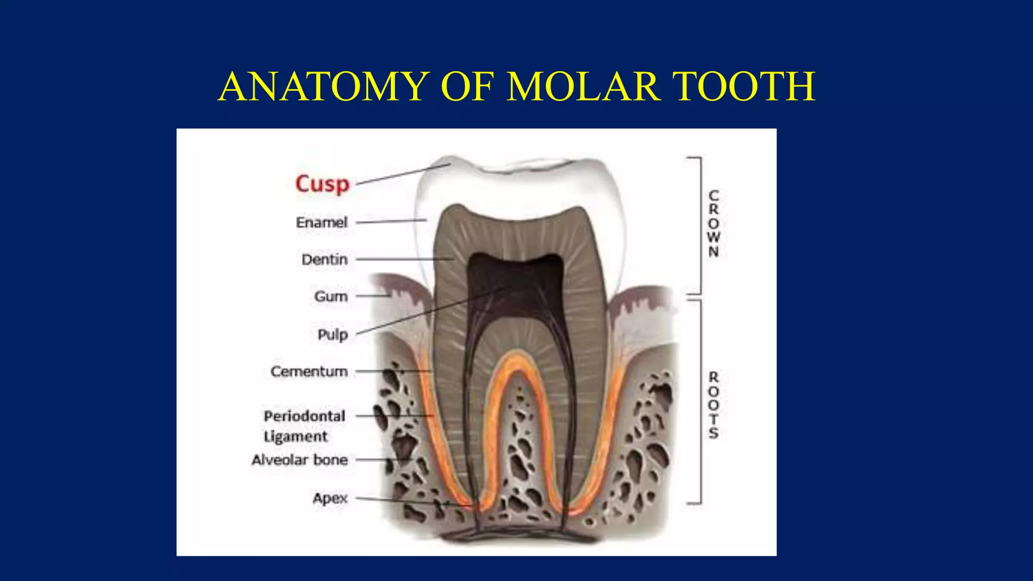 ANATOMY OF MOLAR TOOTH
 