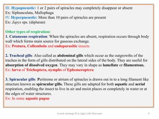 III. Hypopneustic: 1 or 2 pairs of spiracles may completely disappear or absent
Ex: Siphunculata, Mallophaga
IV. Hyperpneustic: More than 10 pairs of spiracles are present
Ex: Japyx sps. (dipluran)
Other types of respiration:
1. Cutaneous respiration: When the spiracles are absent, respiration occurs through body
wall which forms main source for gaseous exchange.
Ex: Protura, Collembola and endoparasitic insects.
2. Tracheal gills: Also called as abdominal gills which occur as the outgrowths of the
trachea in the form of gills distributed on the lateral sides of the body. They are useful for
absorption of dissolved oxygen. They may vary in shape as lamellate or filamentous.
Ex: larva of Trichoptera, nymphs of Ephemeroptera
3. Spiracular gills: Peritreme or atrium of spiracles is drawn out in to a long filament like
structure known as spiracular gills. These gills are adapted for both aquatic and aerial
respiration, enabling the insect to live in air and moist places or completely in water or at
the edges of water structures.
Ex: In some aquatic pupae
Suresh Jambagi M.Sc (Agri) UAS Dharwad 9
 