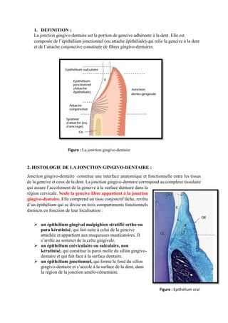 1. DEFINITION :
La jonction gingivo-dentaire est la portion de gencive adhérente à la dent. Elle est
composée de l’épithélium jonctionnel (ou attache épithéliale) qui relie la gencive à la dent
et de l’attache conjonctive constituée de fibres gingivo-dentaires.
Figure : La jonction gingivo-dentaire
2. HISTOLOGIE DE LA JONCTION GINGIVO-DENTAIRE :
Jonction gingivo-dentaire constitue une interface anatomique et fonctionnelle entre les tissus
de la gencive et ceux de la dent. La jonction gingivo-dentaire correspond au complexe tissulaire
qui assure l’accolement de la gencive à la surface dentaire dans la
région cervicale. Seule la gencive libre appartient à la jonction
gingivo-dentaire. Elle comprend un tissu conjonctif lâche, revêtu
d’un épithélium qui se divise en trois compartiments fonctionnels
distincts en fonction de leur localisation :
 un épithélium gingival malpighien stratifié ortho-ou
para kératinisé, qui fait suite à celui de la gencive
attachée et appartient aux muqueuses masticatoires. Il
s’arrête au sommet de la crête gingivale.
 un épithélium créviculaire ou sulculaire, non
kératinisé, qui constitue la paroi molle du sillon gingivo-
dentaire et qui fait face à la surface dentaire.
 un épithélium jonctionnel, qui forme le fond du sillon
gingivo-dentaire et s’accole à la surface de la dent, dans
la région de la jonction amélo-cémentaire.
Figure : Epithélium oral
 