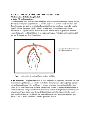 3. FORMATION DE LA JONCTION GINGIVO-DENTAIRE :
3.1. Formation de l’attache épithéliale
a. Avant l’éruption dentaire :
Avant l’éruption de la dent (stade de la cloche), la surface de la couronne est revêtue par une
double assise de cellules épithéliales. La couche profonde en contact avec l’émail est faite
d’améloblastes, qui après avoir sécréter l’émail, édifient une membrane basale. La couche
superficielle est formée de cellules aplaties, représentant le reste des autres cellules
épithéliales de l’organe dentaire. Ces deux couches portent le nom d’épithélium dentaire
réduit. Entre celui-ci et l’épithélium de la muqueuse buccale s’interpose un tissu conjonctif
qui sert de support aux deux épithéliums.
RE: epithelium adamantin réduit
OE: epithelium buccal
Figure : Interposition du conjonctif entre les deux épithélia
b. Au moment de l’éruption dentaire : le tissu conjonctif se fragmente, entrainant ainsi des
modifications épithéliales. Les cellules épithéliales disjointes sont séparées par des espaces
intercellulaires élargies, elles prolifèrent et migrent au sein du tissu conjonctif altéré. Au
centre de ces amas épithéliaux, se forme un canal que traverse la dent en éruption. Quand le
sommet de la dent émerge dans la cavité buccale, les cellules malpighiennes de la muqueuse
migrent vers l’apex dentaire, au-dessus de l’épithélium améloblastique réduit. La gencive
reste attachée à la surface de l’émail par les améloblastes, leurs hémidesmosomes et leur
basale. Ainsi se trouve constituée l’attache épithéliale initiale.
 