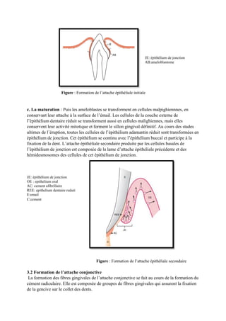 JE: épithélium de jonction
AB:ameloblastome
Figure : Formation de l’attache épithéliale initiale
c. La maturation : Puis les améloblastes se transforment en cellules malpighiennnes, en
conservant leur attache à la surface de l’émail. Les cellules de la couche externe de
l’épithélium dentaire réduit se transforment aussi en cellules malighiennes, mais elles
conservent leur activité mitotique et forment le sillon gingival définitif. Au cours des stades
ultimes de l’éruption, toutes les cellules de l’épithélium adamantin réduit sont transformées en
épithélium de jonction. Cet épithélium se continu avec l’épithélium buccal et participe à la
fixation de la dent. L’attache épithéliale secondaire produite par les cellules basales de
l’épithélium de jonction est composée de la lame d’attache épithéliale précédente et des
hémidesmosomes des cellules de cet épithélium de jonction.
JE: épithélium de jonction
OE : epithelium oral
AC: cement afibrillaire
REE: epithelium dentaire reduit
E:email
C:cement
Figure : Formation de l’attache épithéliale secondaire
3.2 Formation de l’attache conjonctive
La formation des fibres gingivales de l’attache conjonctive se fait au cours de la formation du
cément radiculaire. Elle est composée de groupes de fibres gingivales qui assurent la fixation
de la gencive sur le collet des dents.
 