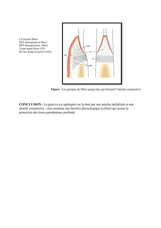 Cf:circular fibers
DGF:dentogingival fibers
DPF:dentoperioteal fibers
Trans‐septal fibers (TF)
the free gingival groove (GG)
Figure : Les groupes de fibres gingivales qui forment l’attache conjonctive
CONCLUSION : La gencive est appliquée sur la dent par une attache épithéliale et une
attache conjonctive : cela constitue une barrière physiologique (collier) qui assure la
protection des tissus parodontaux profonds
 