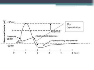 Action Potential | PPTX