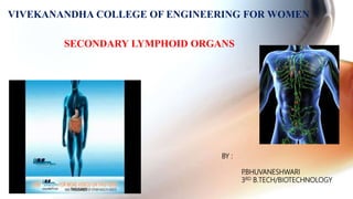 VIVEKANANDHA COLLEGE OF ENGINEERING FOR WOMEN
BY :
P
.BHUVANESHWARI
3RD B.TECH/BIOTECHNOLOGY
SECONDARY LYMPHOID ORGANS
 